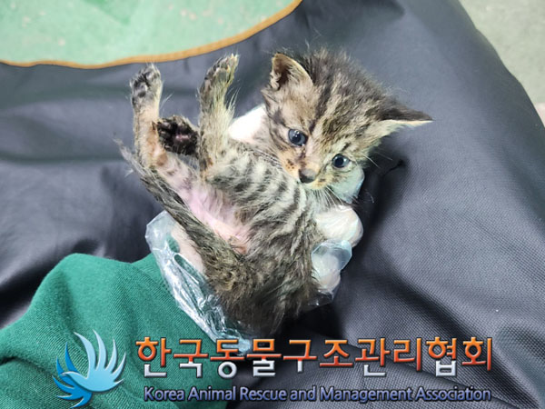 한국동물구조관리협회_441560202301611
